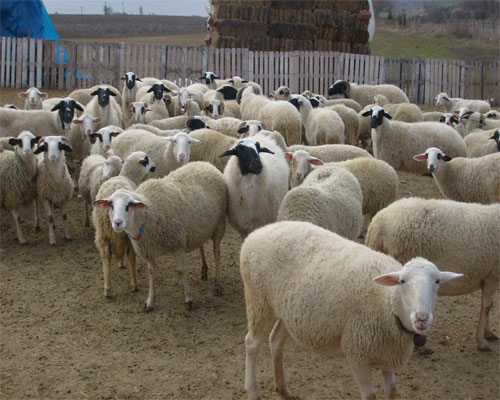 Otlattığı Hayvanları Ahırdan Çalan Çoban ve Arkadaşı Tutuklandı