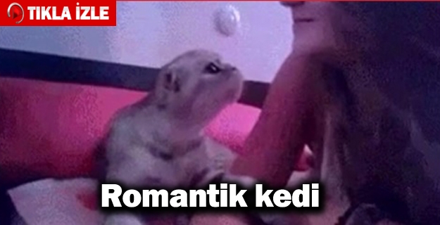 Dünyanın en romantik kedisi