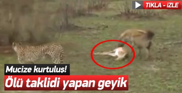 Ölü taklidi yapan geyik! Sırtlan ters köşe oldu