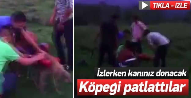 Köpeği patlattılar
