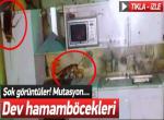 Dev hamamböceği