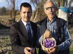 Safran bitkisi Edirne'nin iklimine uyum sağladı