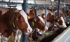 FİYATI YÜZDE 20 BİRDEN DÜŞECEK!