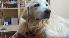Köpeğe kök hücre tedavisi yapıldı