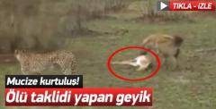 Ölü taklidi yapan geyik! Sırtlan ters köşe oldu