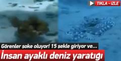 15 şekle giren deniz yaratığı! Çok şaşıracaksınız