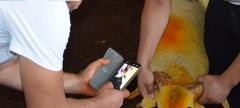 Cep Telefonuyla Kurbanlık Satışı