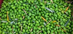 Zeytin Hasadı Başlarken