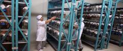 Tıbbi sülük talebine yetişemiyorlar