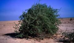 Yahudilerin Her Yere Ektiği Gargat Ağacı Nedir?